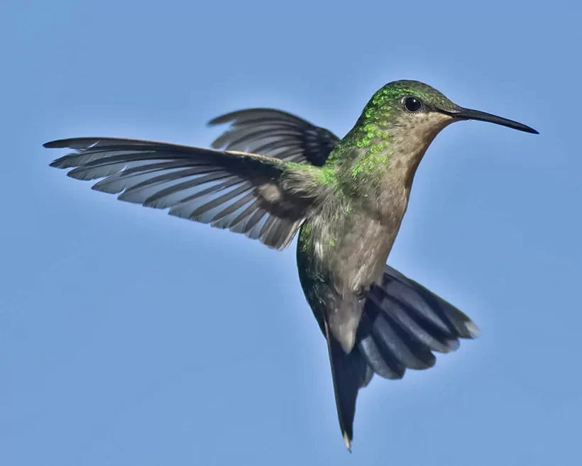 Beija-flor-de-banda-branca