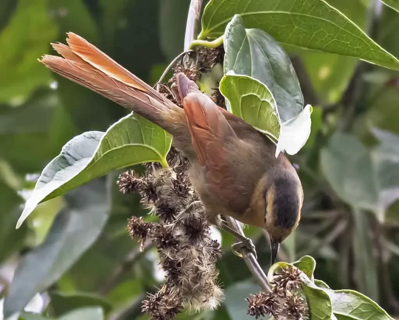 Limpa-folha-de-testa-baia