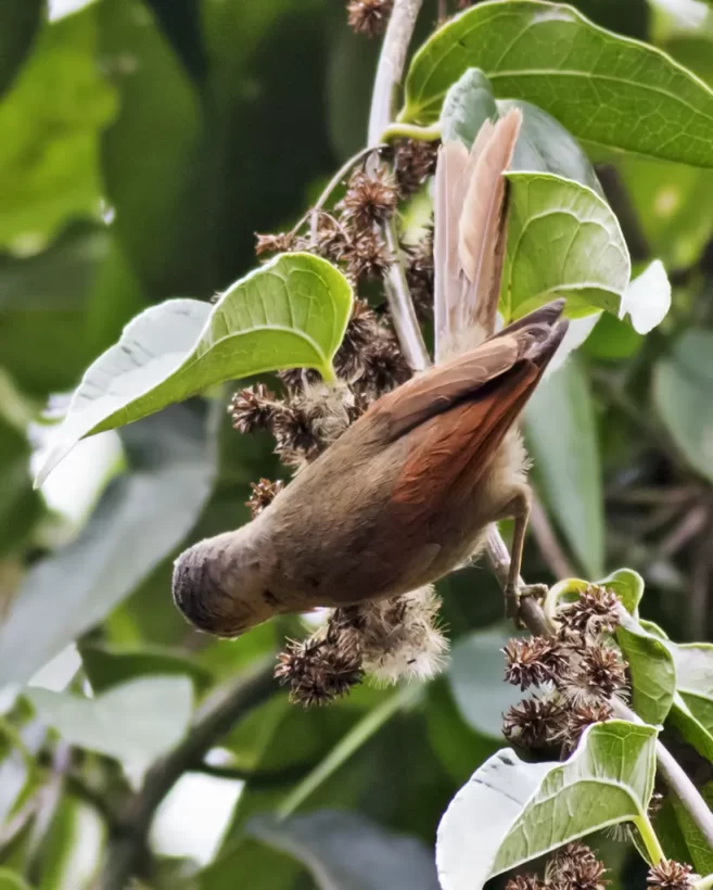 Limpa-folha-de-testa-baia