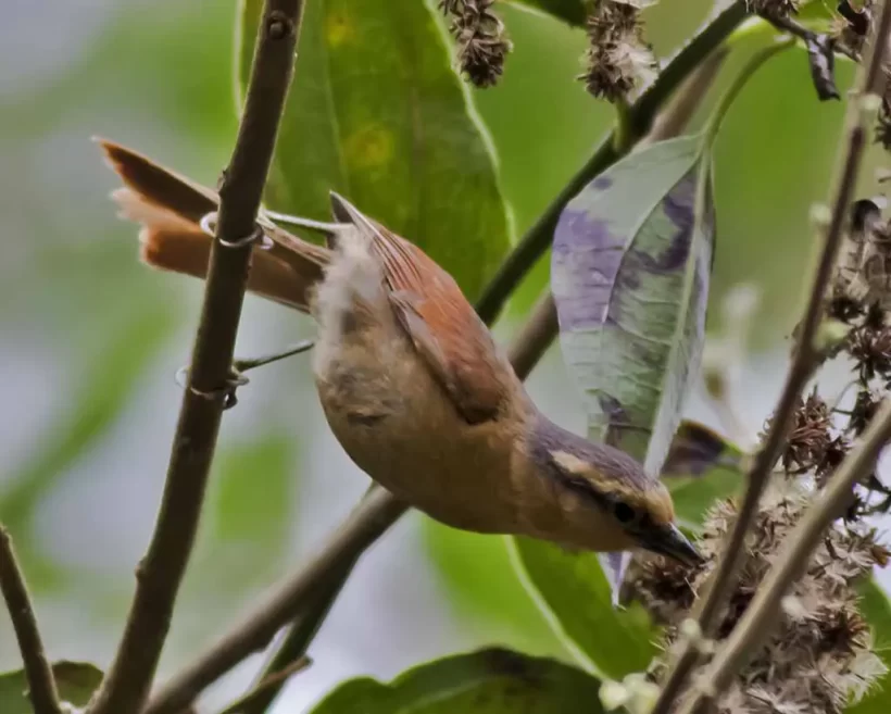 Limpa-folha-de-testa-baia
