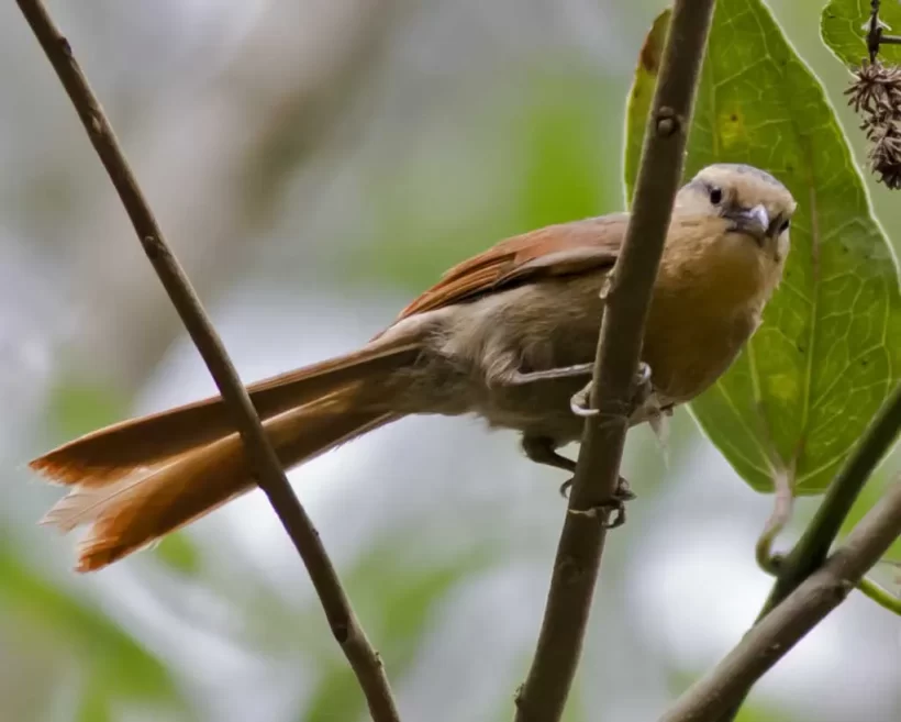 Limpa-folha-de-testa-baia