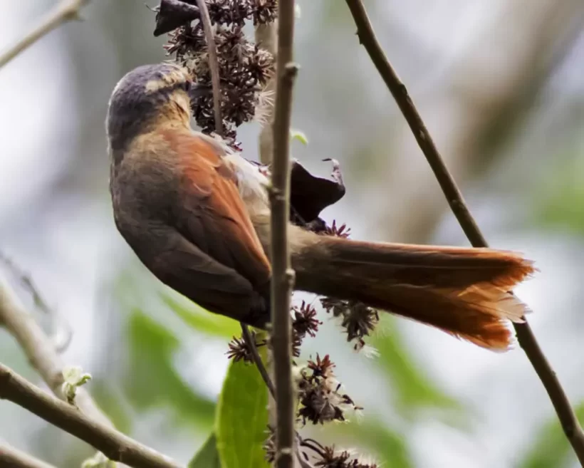 Limpa-folha-de-testa-baia