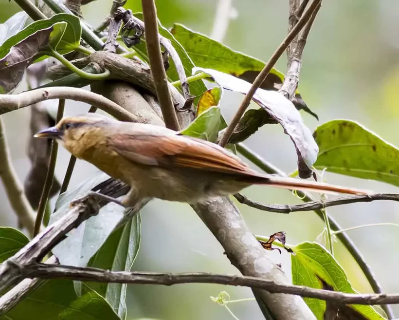 Limpa-folha-de-testa-baia