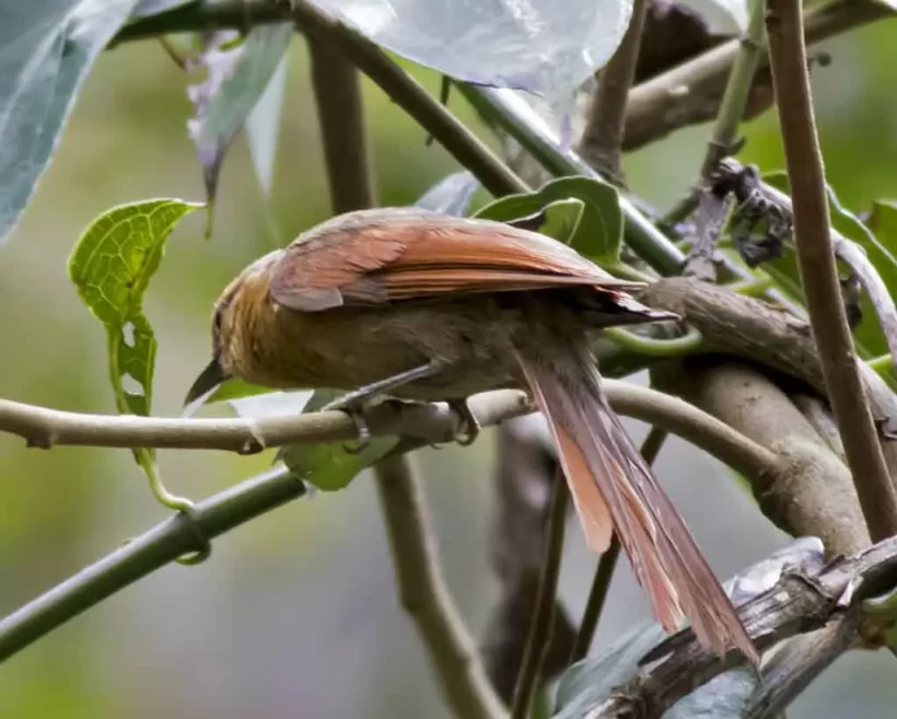 Limpa-folha-de-testa-baia