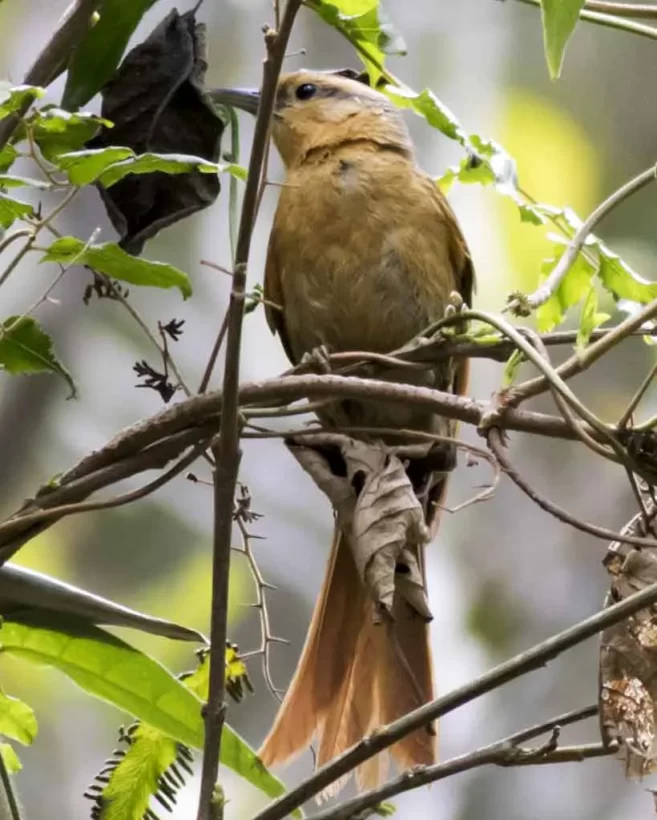 Limpa-folha-de-testa-baia