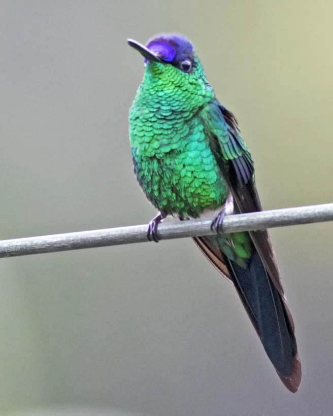 Beija-flor-de-fronte-violeta