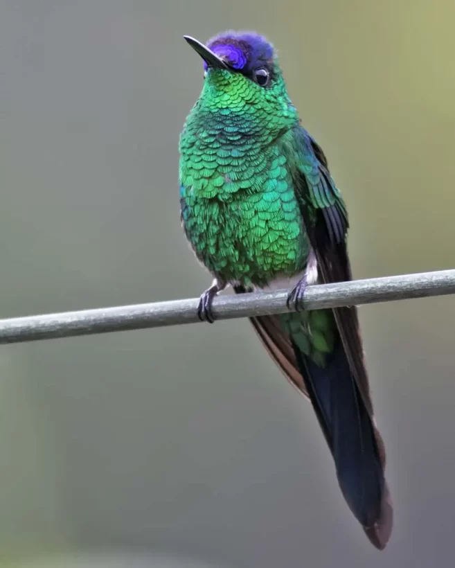 Beija-flor-de-fronte-violeta