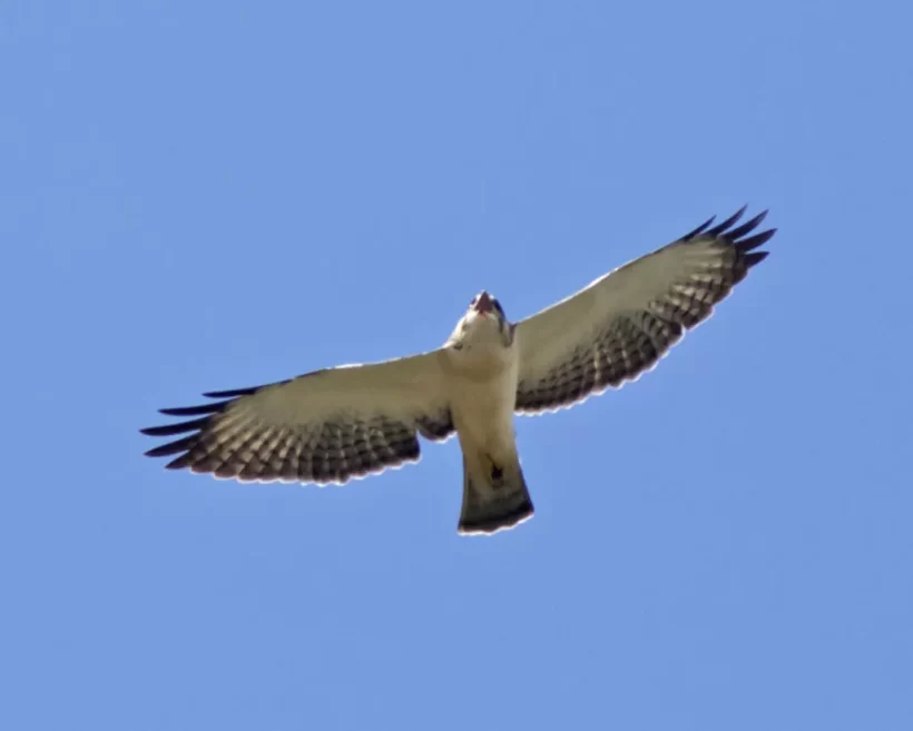 Gavião-de cauda-curta