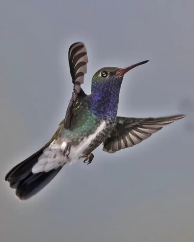 Beija-flor-de-peito-azul