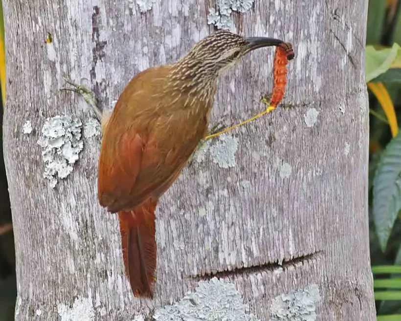 Arapaçu-de-garganta-branca