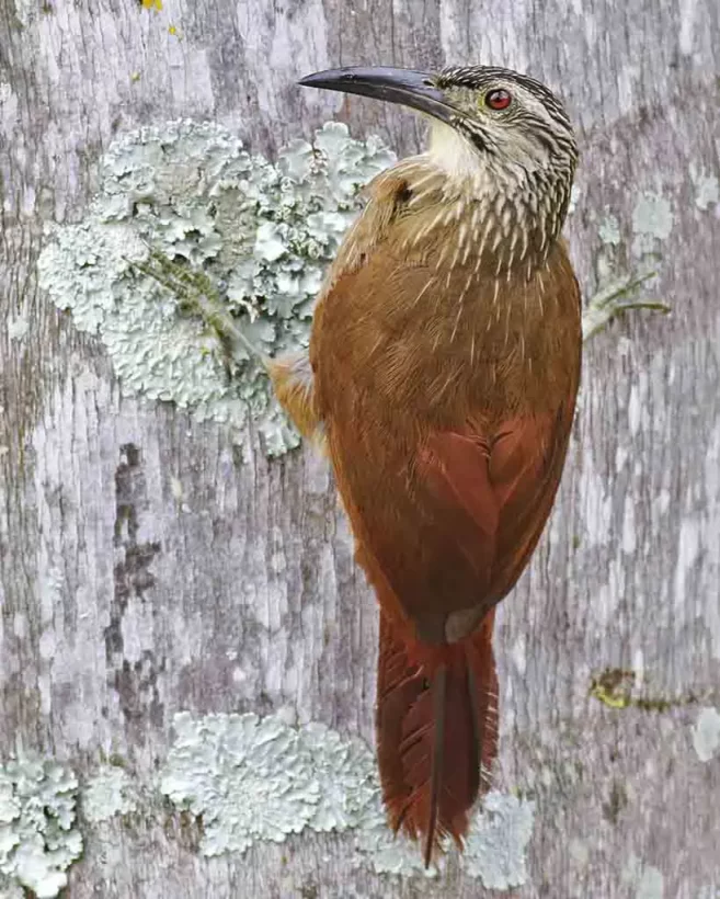 Arapaçu-de-garganta-branca