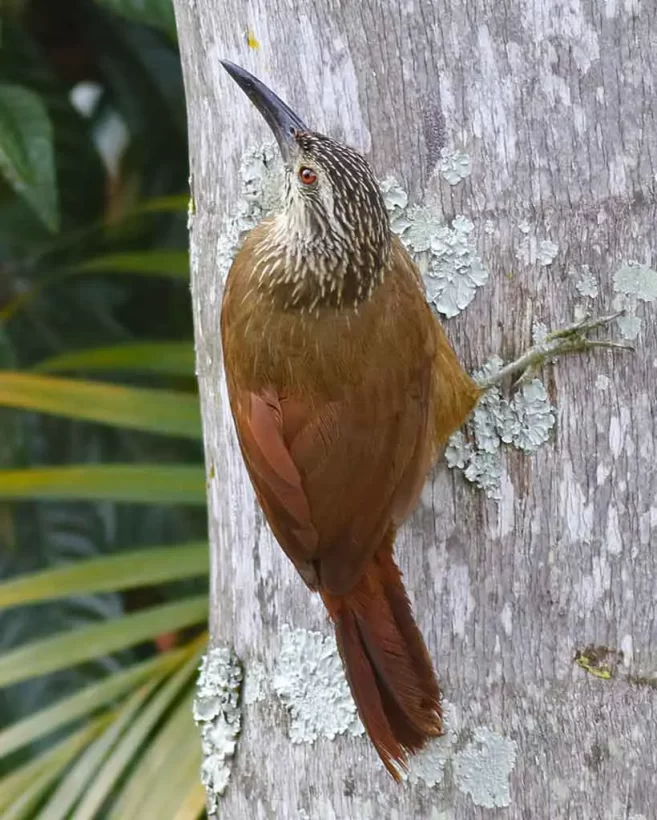 Arapaçu-de-garganta-branca