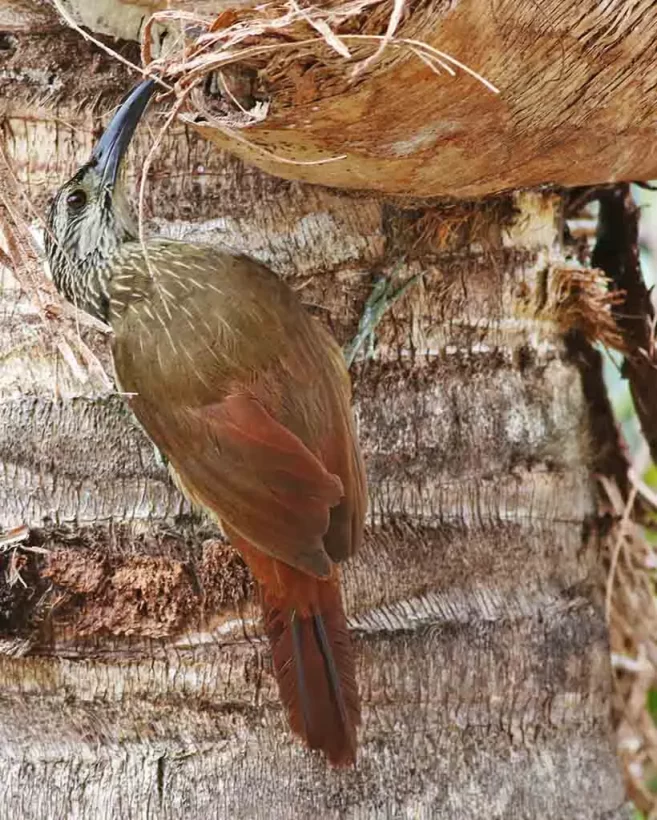 Arapaçu-de-garganta-branca