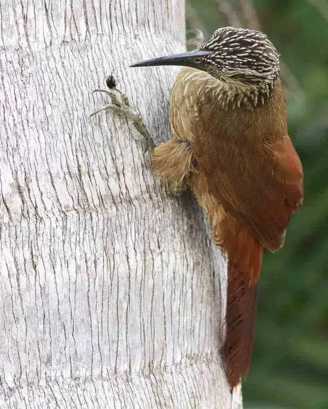 Arapaçu-de-garganta-branca