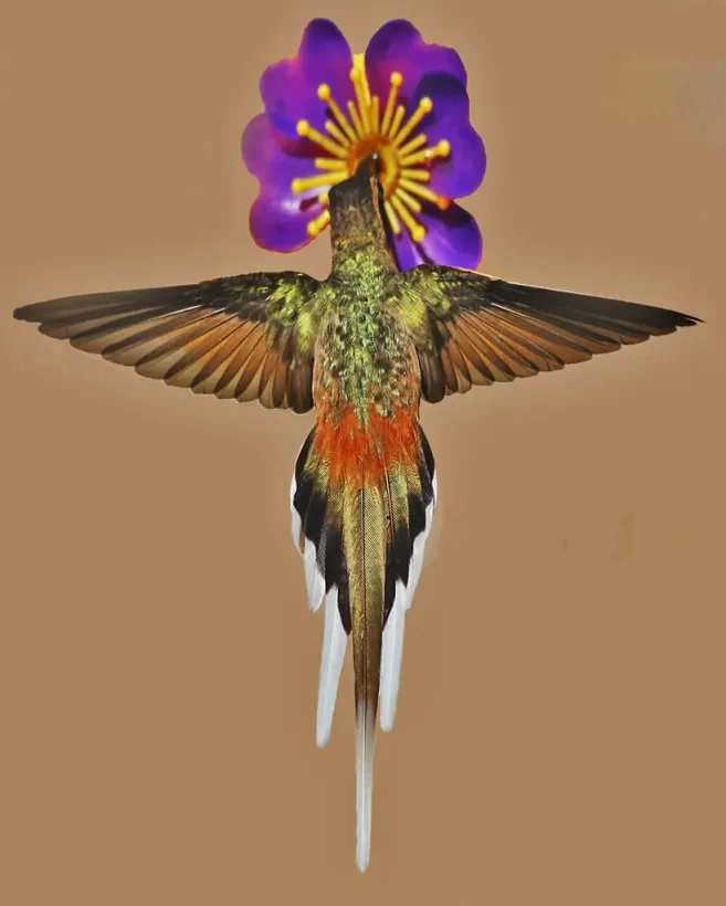 Rabo-branco-acanelado