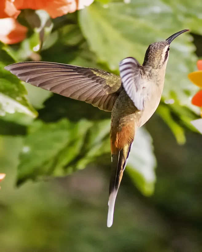 Rabo-branco-acanelado