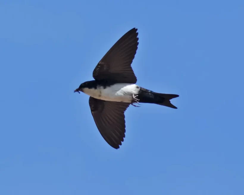 Andorinha-pequena-de-casa