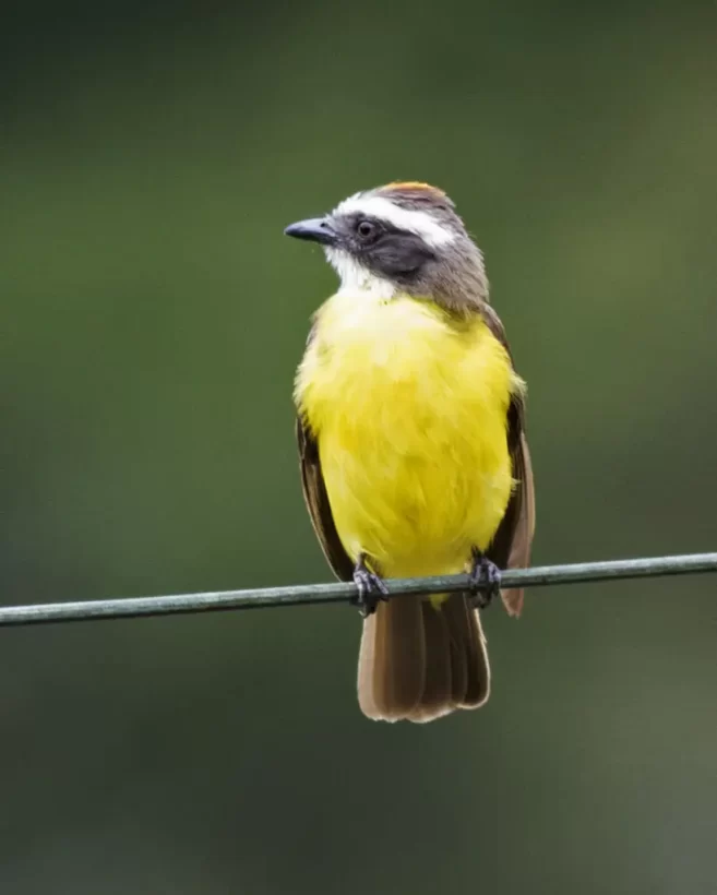 Bentevizinho-de-penacho-vermelho
