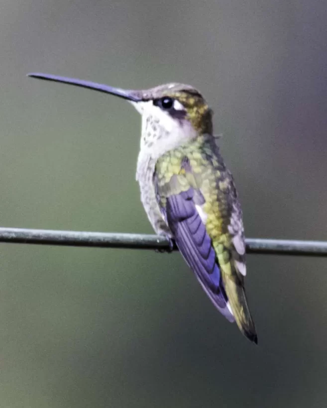 Bico-reto-de-banda-branca