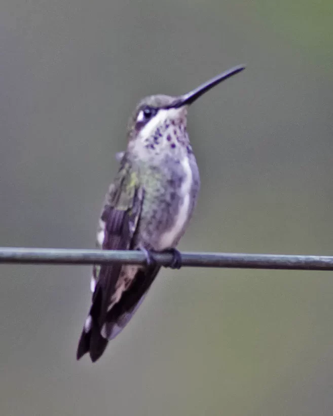 Bico-reto-de-banda-branca