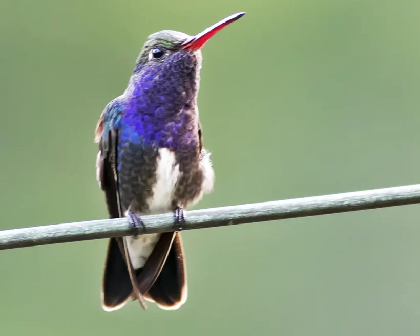 Beija-flor-de-peito-azul