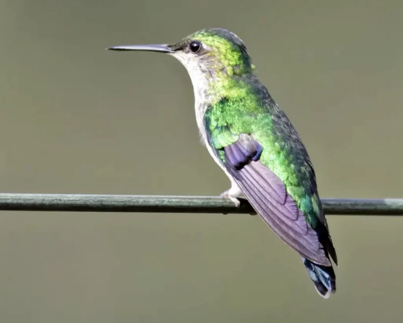 Bico-reto-de-banda-branca
