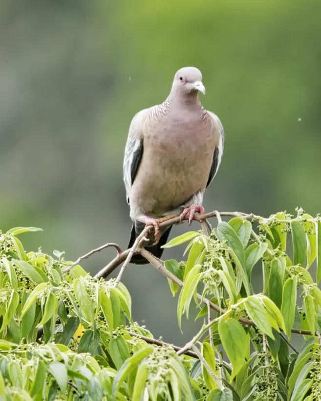 Pomba-asa-branca