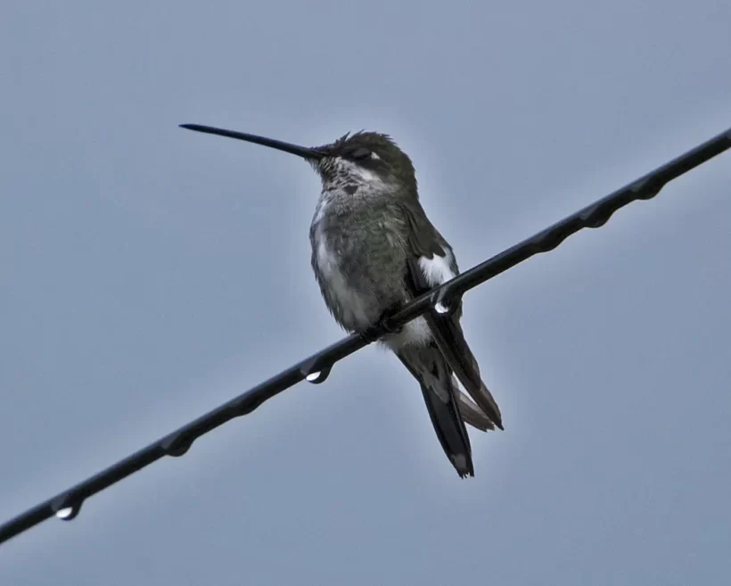 Bico-reto-de-banda-branca