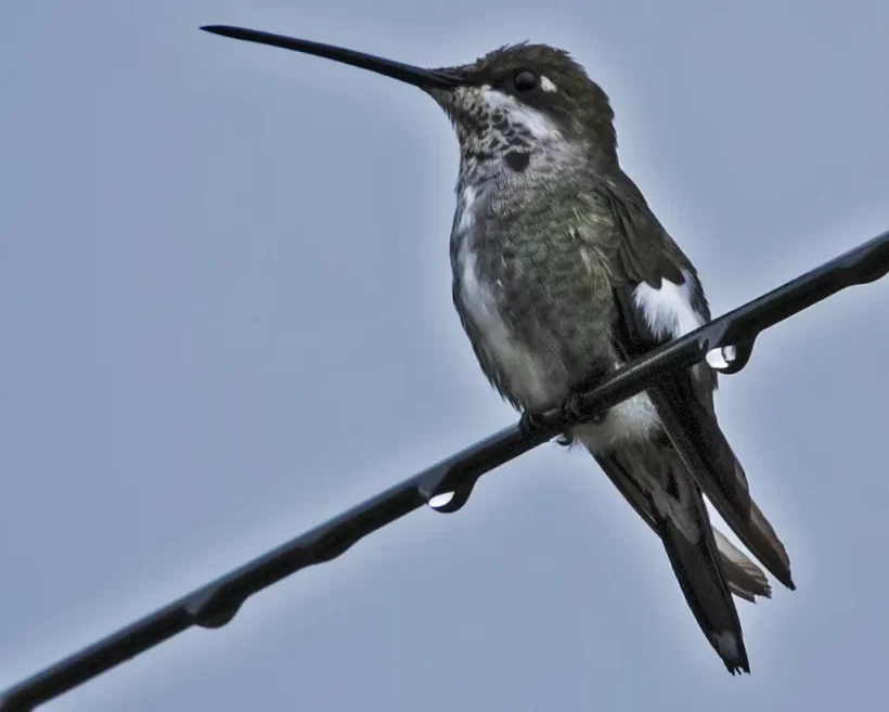 Bico-reto-de-banda-branca