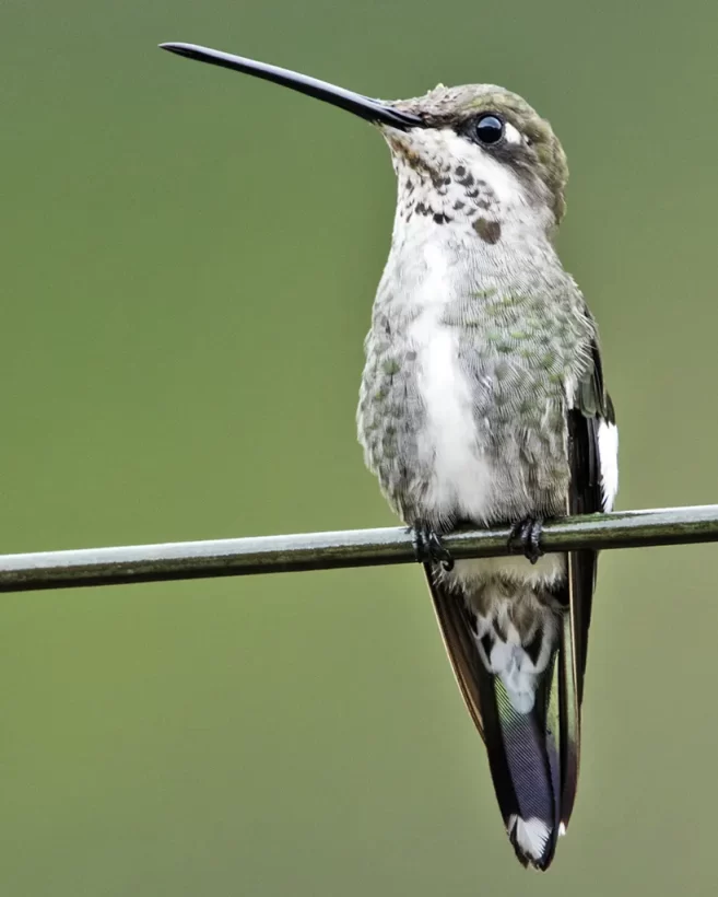 Bico-reto-de-banda-branca
