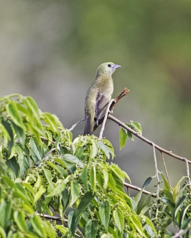 Sanhaço-do-coqueiro