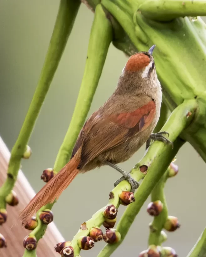 Limpa-folha-de-testa-baia