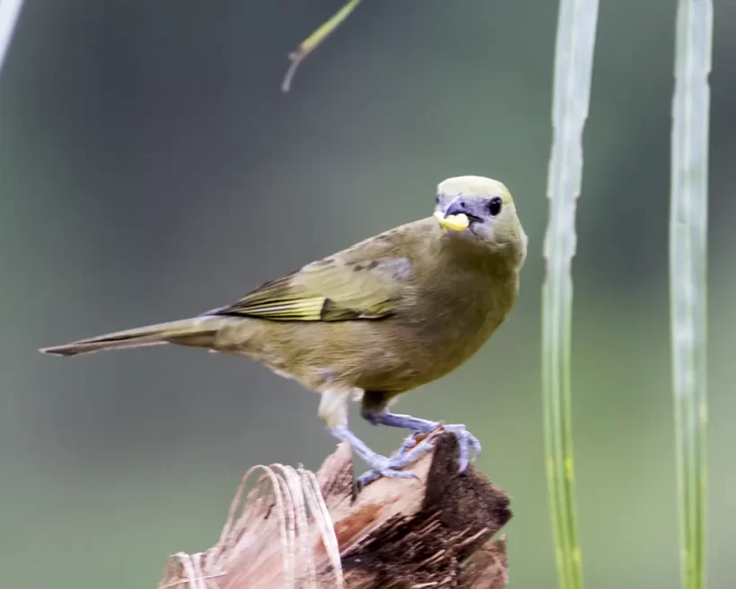 Sanhaço-do-coqueiro