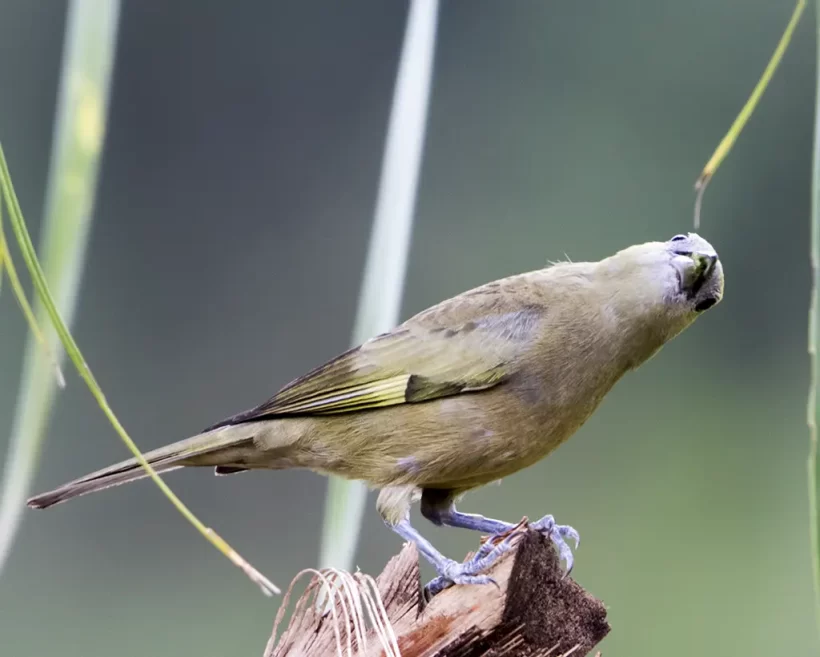 Sanhaço-do-coqueiro