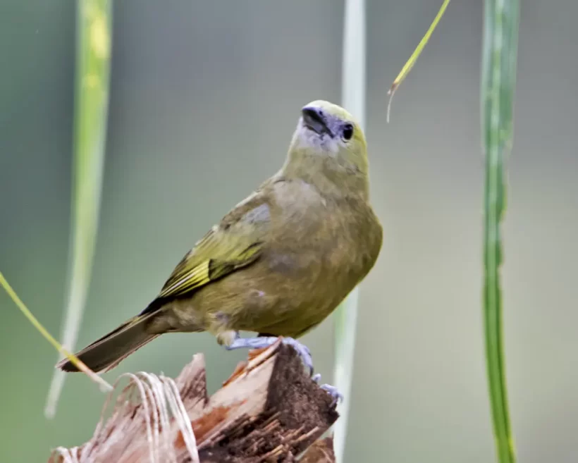 Sanhaço-do-coqueiro