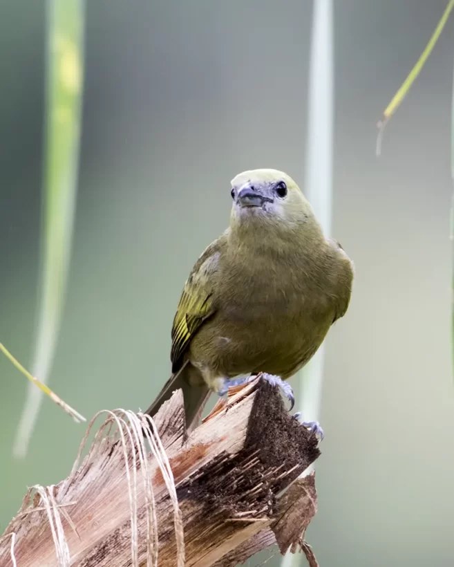 Sanhaço-do-coqueiro