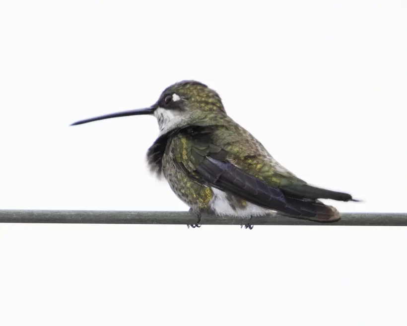 Bico-reto-de-banda-branca