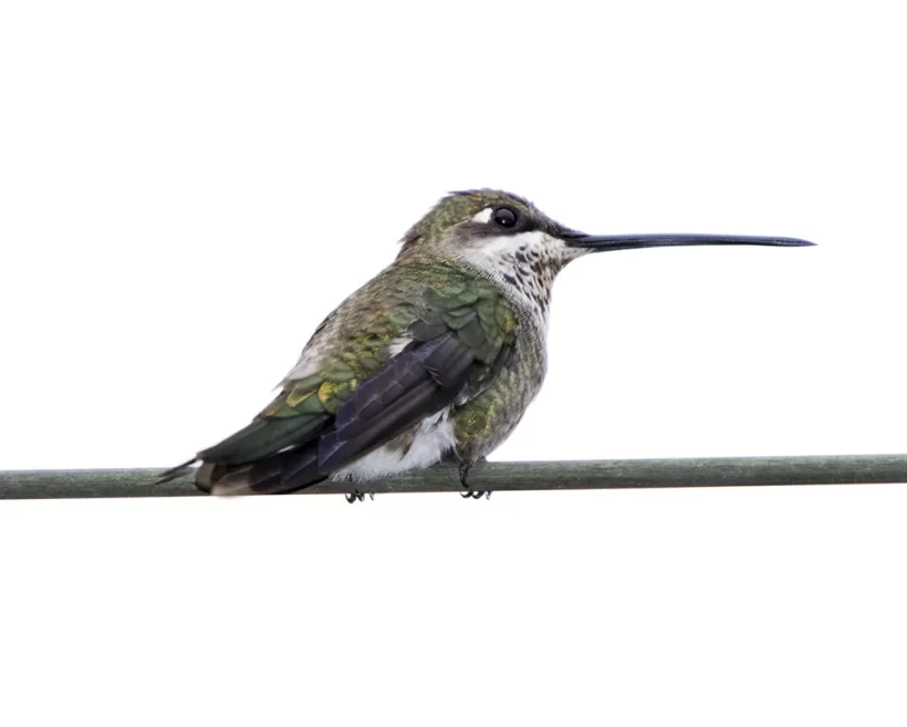 Bico-reto-de-banda-branca