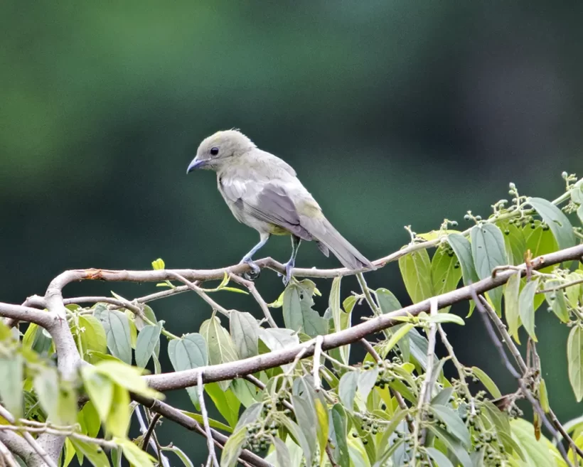 Sanhaço-do-coqueiro