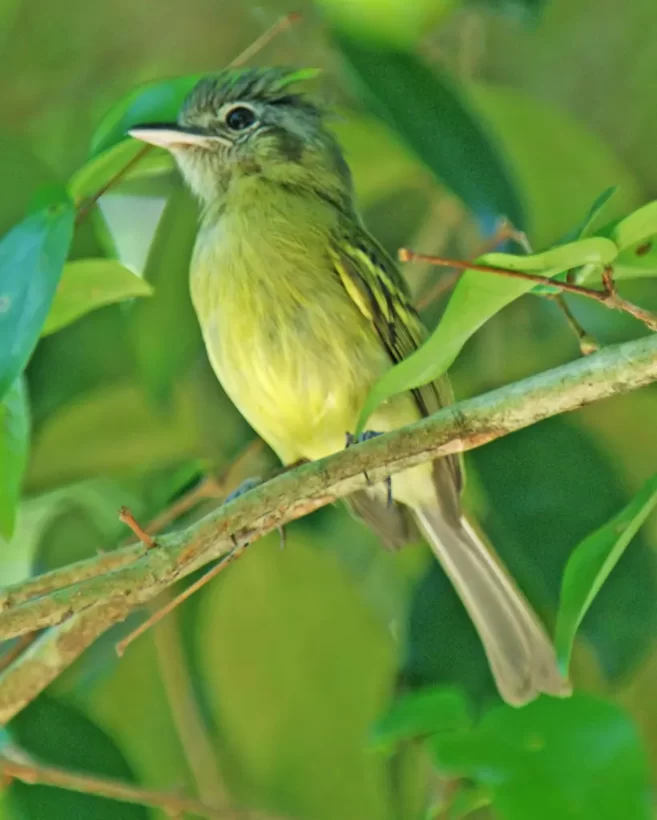 Bico-chato-de-orelha-preta