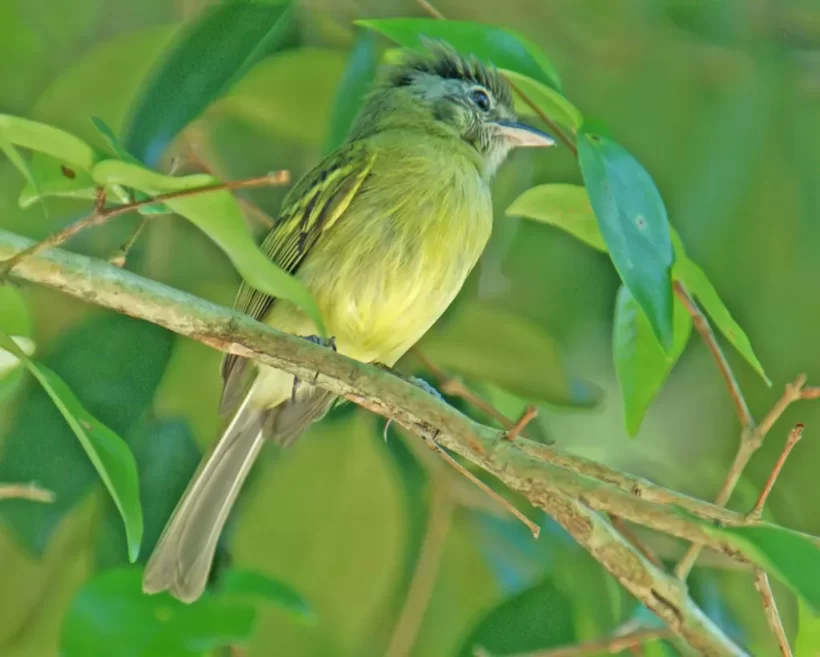 Bico-chato-de-orelha-preta
