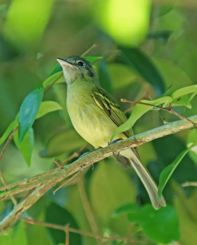 Bico-chato-de-orelha-preta