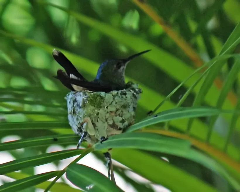 Beija-flor-de-fronte-violeta