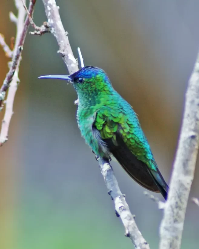 Beija-flor-de-fronte-violeta