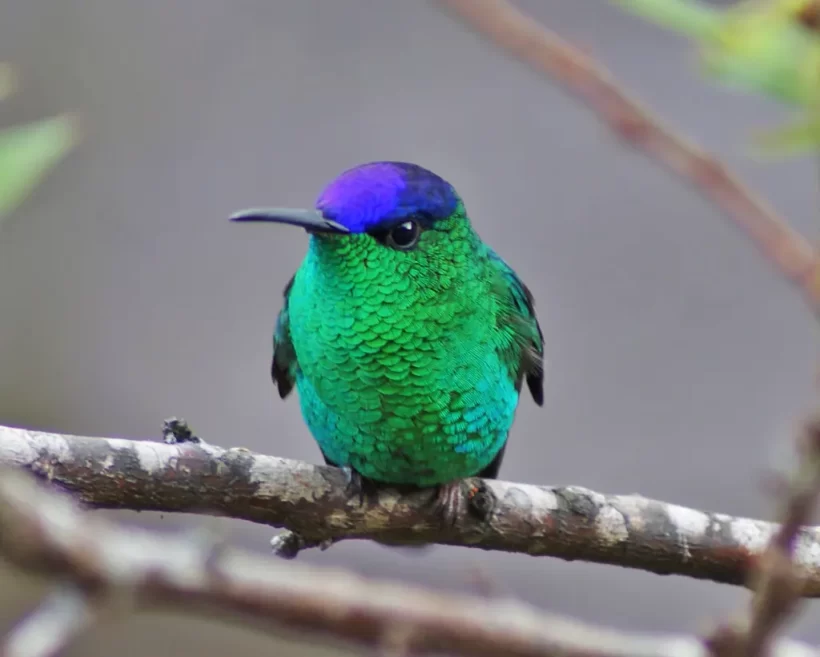 Beija-flor-de-fronte-violeta