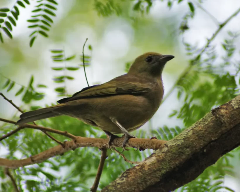 Sanhaço-do-coqueiro