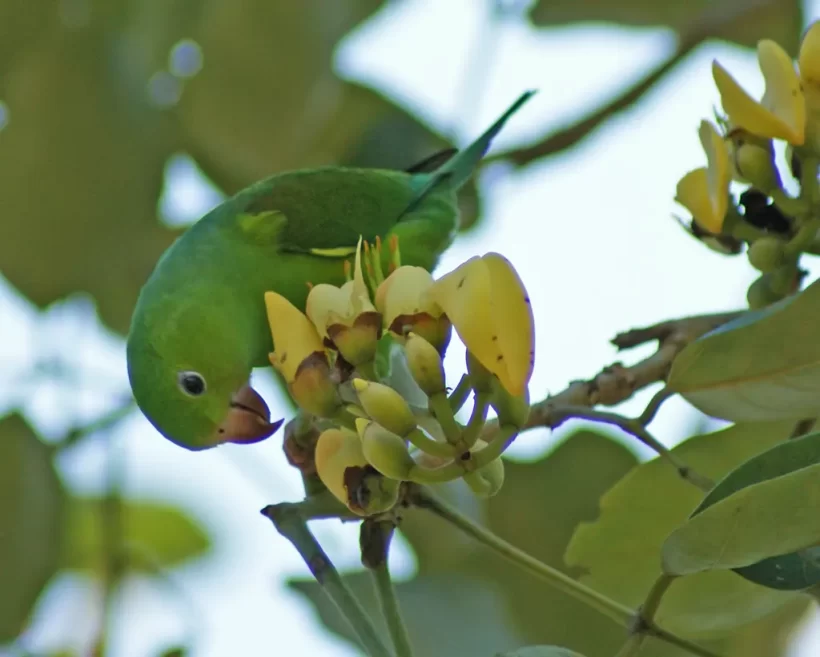 Periquito-rico