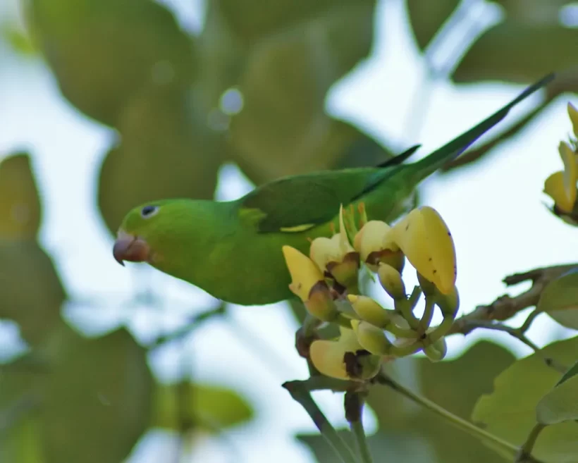 Periquito-rico