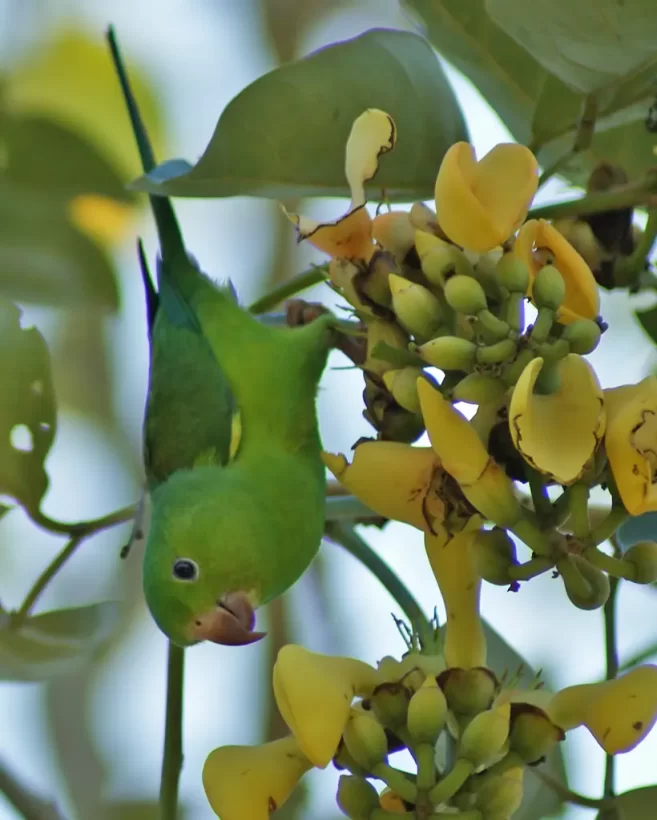 Periquito-rico