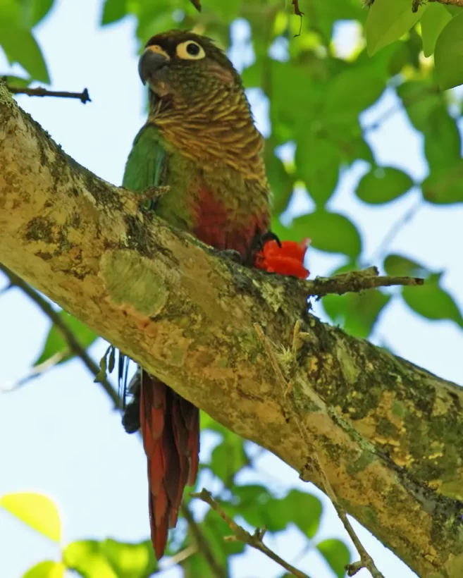 Tiriba-de-testa-vermelha